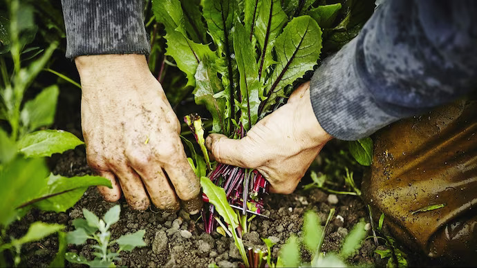 How Kerala is putting organic farming in mission mode