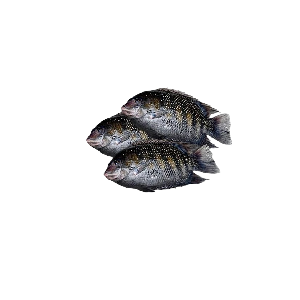 Karimeen (Pearl Spot) (1 Kg)