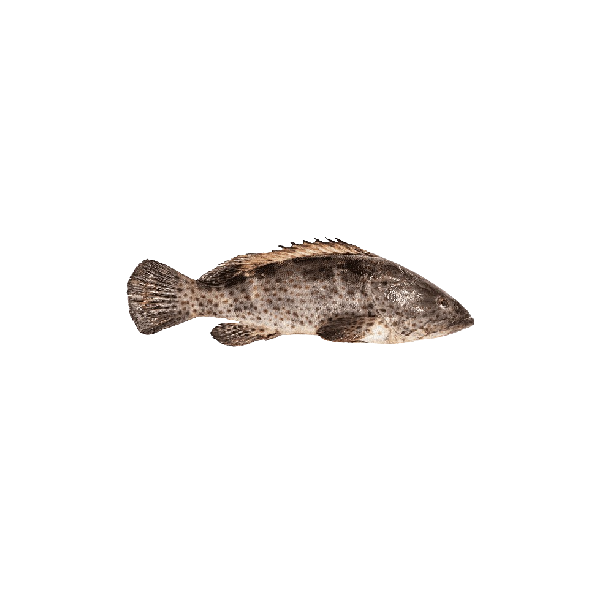 Koori(Vatta/Grouper) (500 gm)