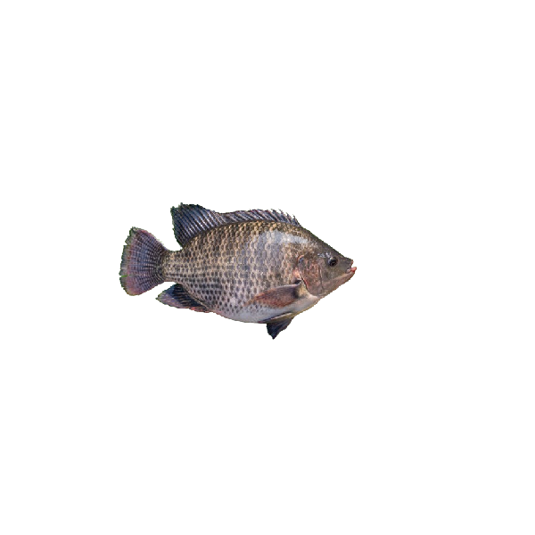 Fresh Thilapia (500 gm)