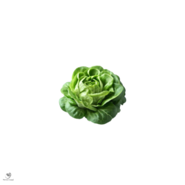 Lettuce (250 gm)