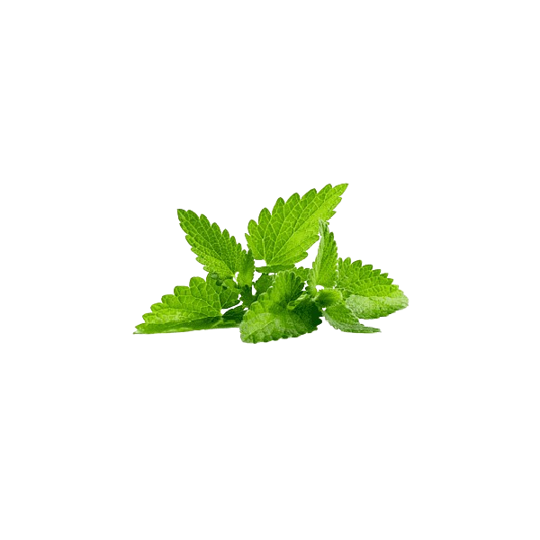 Mint Leaf (1 bunch)