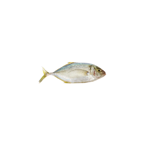 Malabar trevally / Para Fish